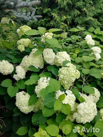 Декоративные белые кустарники: Гортензия и