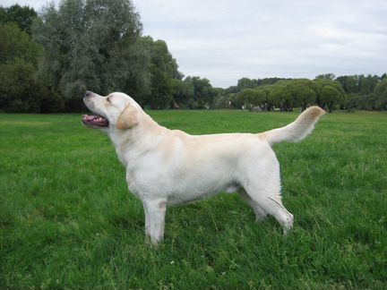 Кобель лабрадора для вязки