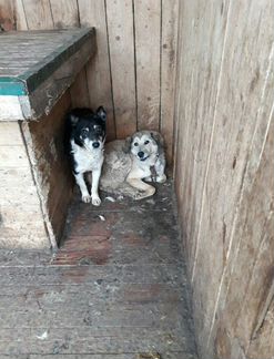 Одинокие собаки из приюта ищут дом