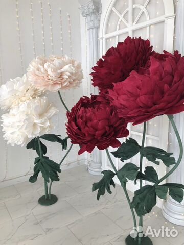 Пионы ростовые