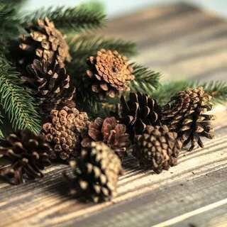 Шишки обыкновенной и горной сосны