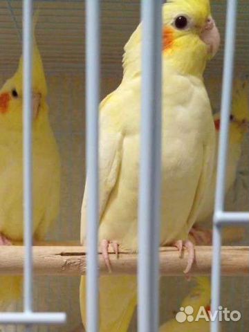 Попугай корелла. Птенцы