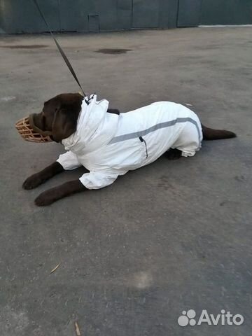 Комбинезон для собак (Унисекс)