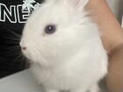 Кролик белый карликовый