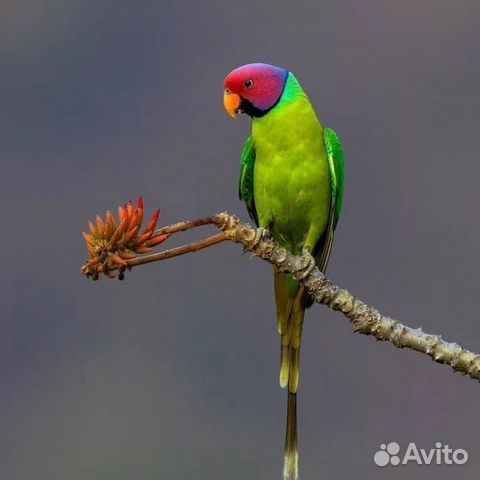 Кольчатый Сливоголовый попугай