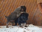 Щенки пти брабансона - миниатюрные собачки