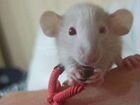 Декоративная крыса дамбо