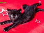 Лучшие котята от Турецкой Ангоры (бесплатно) объявление продам