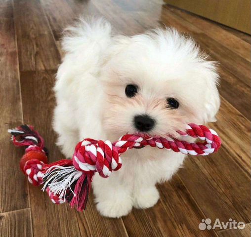 Мальтипу ф1 сладкий медвежонок