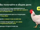 Ищу инвестиции - Вольная птица - био VIP продукция объявление продам