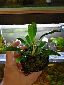 Аквариумные растения