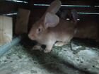 Кролики немецкой породы Голден-Ризен объявление продам