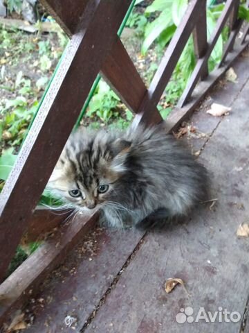 Котята в добрые руки бесплатно