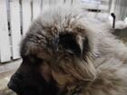 Собака кавказская овчарка объявление продам