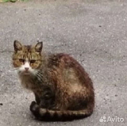 Домашний кот выкинули на улицу