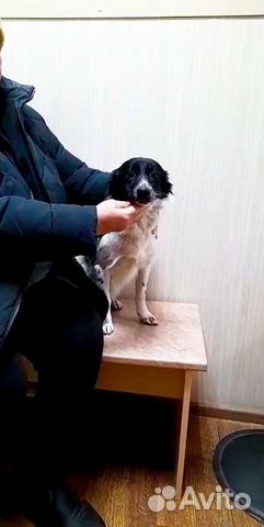 Очень маленькая собачка