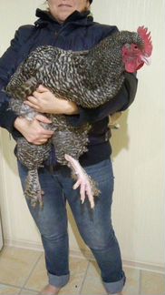 Мехеленская кукушка новые линии, окрасы