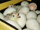 Яйца индюков индьшачьи яйца