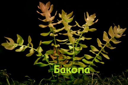 Аквариумные растения (набор)