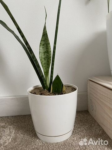 Сансевиерия тёщин язык