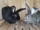 Кролики, кролы и крольчихи на племя объявление продам