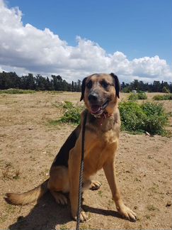 Очаровательный парень Душа ищет дом