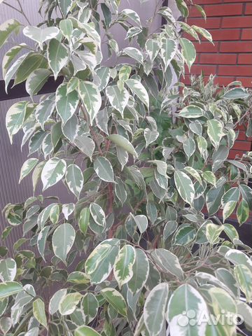 Продаю фикус Бенджамина