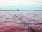 Экскурсия розовое озеро объявление продам