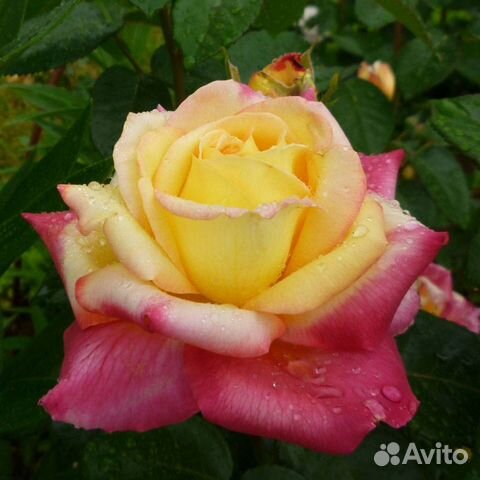 Роза ориент фото и описание отзывы