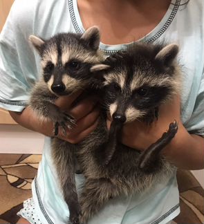 Енот полоскун