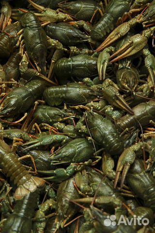 Живые Раки (речные,свежие)