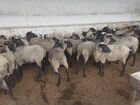 Продаются романовские овцы объявление продам