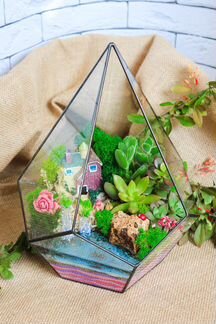 Флорариум суккуленты