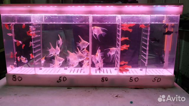 Аквариумные рыбки