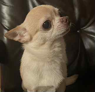 Старая чихуахуа. Взять чихуахуа из приюта. Бездомный чихуахуа. Чихуа грустит мем. Чихуахуа из приюта.