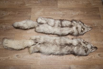 Песец шкурки