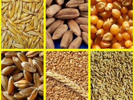 Зерно,кукуруза,ячмень, овёс,пшеница, зерносмесь