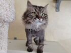 Персидская кошки в добрые руки бесплатно объявление продам