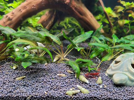 Сомики, гупешки, улитки