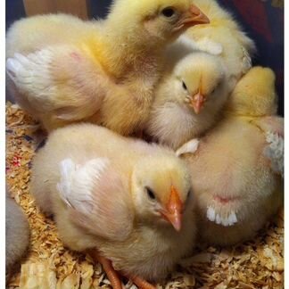 Цыплята бройлер.Куры несушки.Цесарки.Фазаны