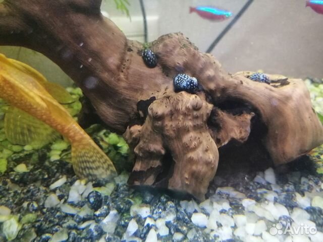 Улитки Теодоксус, Ампулярия