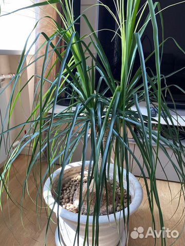 Пальма Бокарнея Нолина 120 см