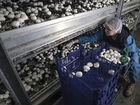 Выращивание грибов шампиньонов ферма производство объявление продам