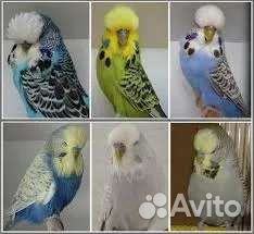 Выставочный попугай чех