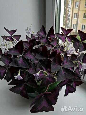 Кислица, бабочки (оксалис). Педилантус