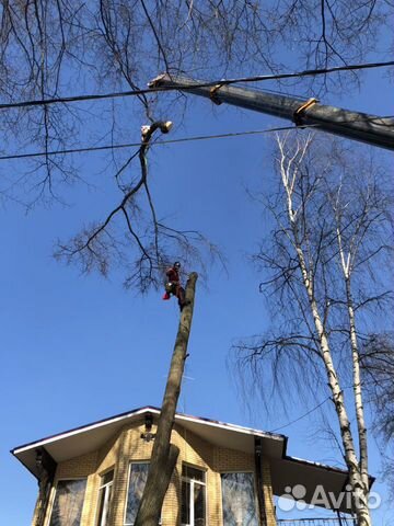 Спилить дерево в Ярославле