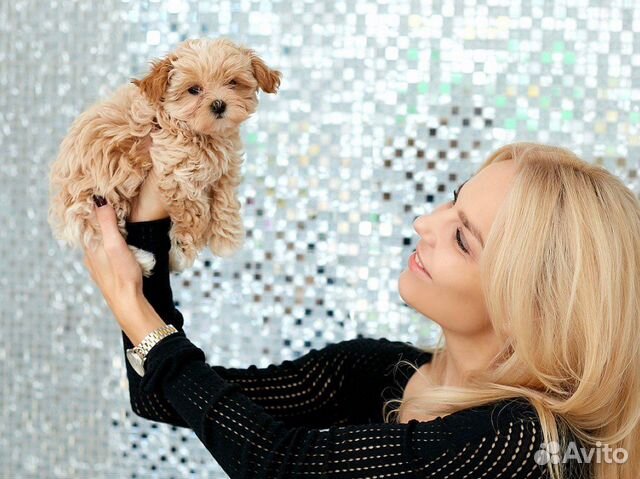 Мальтмпу f1 малыши премиум класса