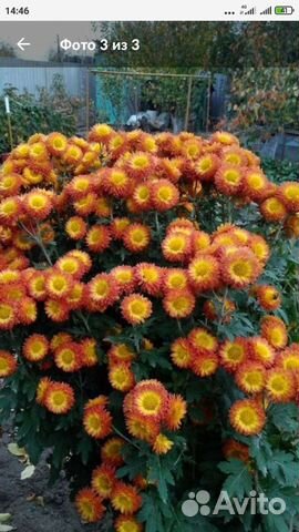 Хризантема редкой расцветки