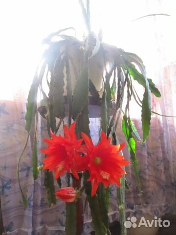 Кактус эпифилум