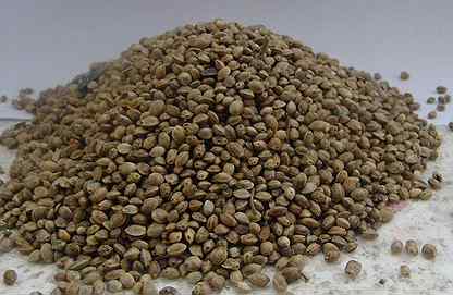 Прикормка семя конопли марихуана египет